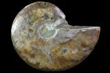 Bargain, Agatized Ammonite Fossil (Half) - Madagascar #83868-1